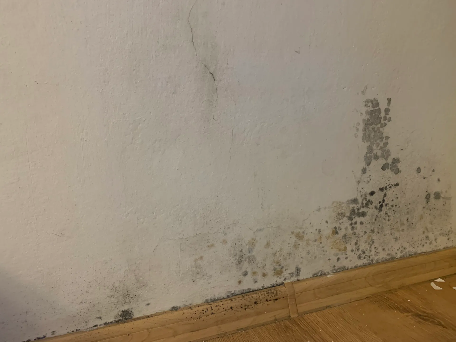 Zagrzybiona ściana w budynku